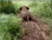 Nabilla se fait retirer un tatouage devant Ophélie Meunier dans Zone interdite