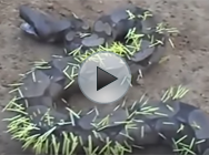 Cet homme est allé trop loin avec ce mannequin en bikini, elle le frappe en direct