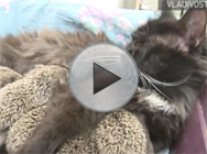 Cet homme est allé trop loin avec ce mannequin en bikini, elle le frappe en direct